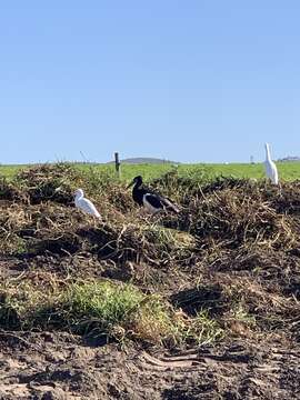 Image of Abdim's Stork