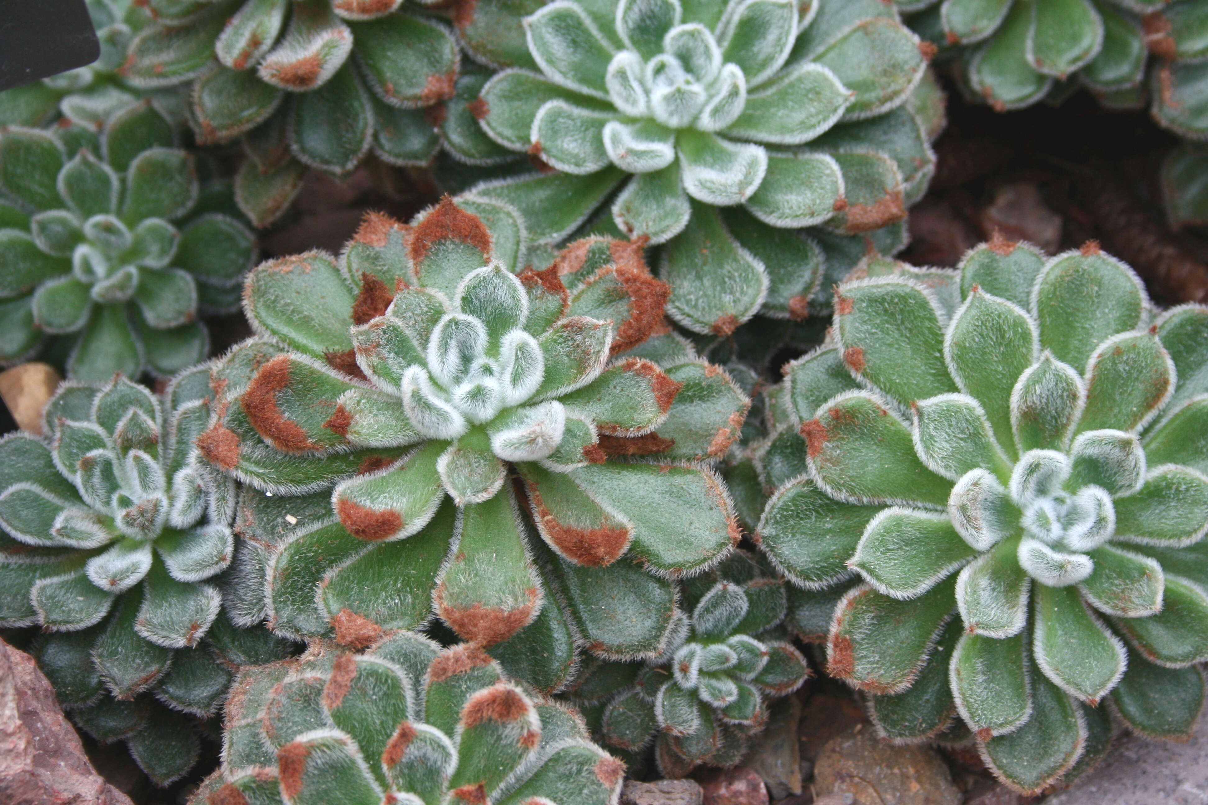 Image of echeveria