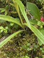 Image of <i>Saussurea <i>angustifolia</i></i> var. angustifolia