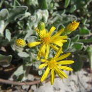 Image of Florida goldenaster