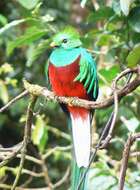 Image of Magnificent Quetzal