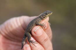 Image of Sceloporus dugesii Bocourt 1873