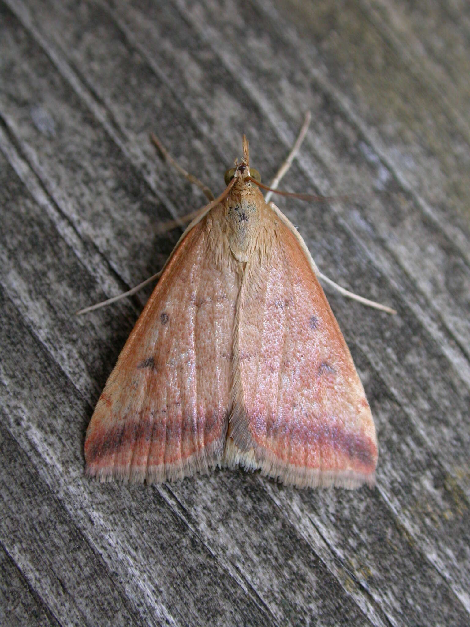 Image of Sociable Pyrausta Moth