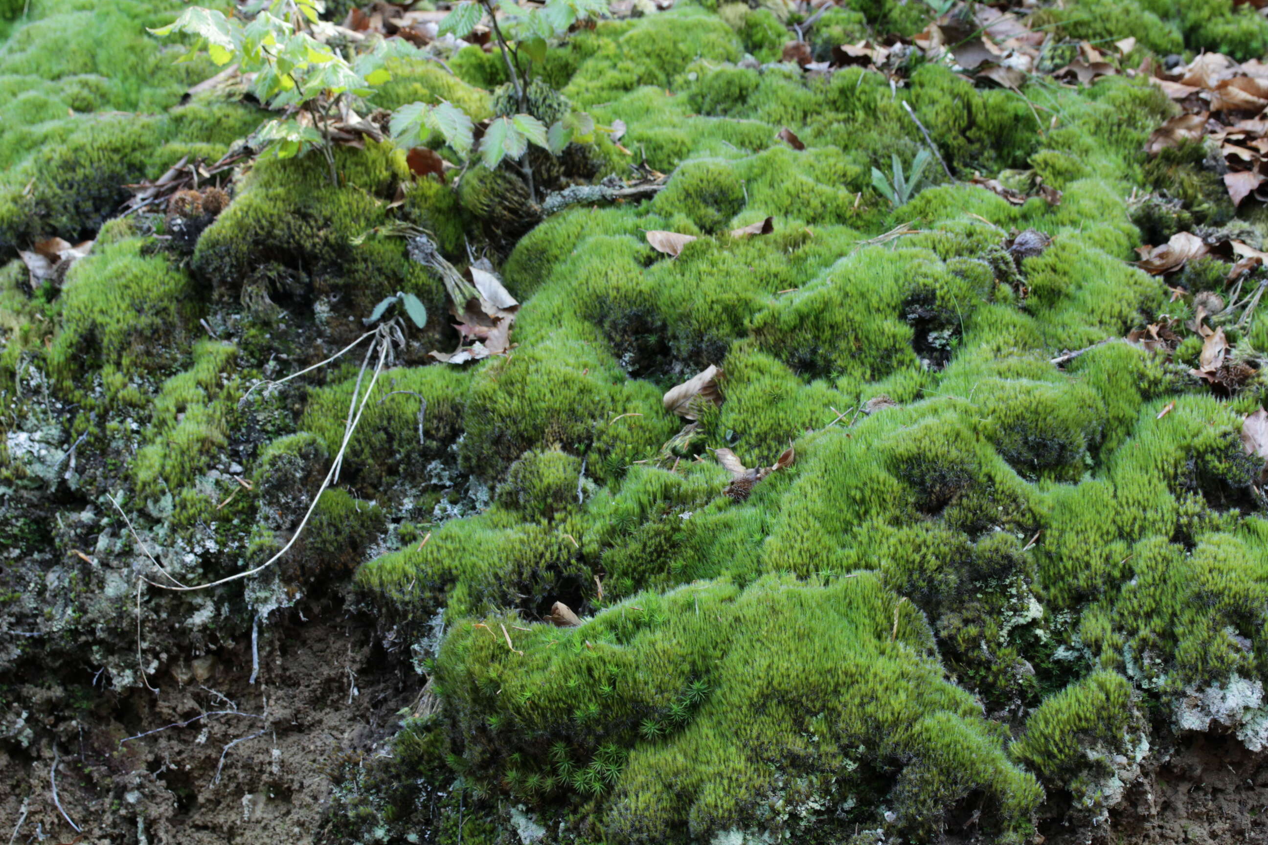 Image of campylopus moss