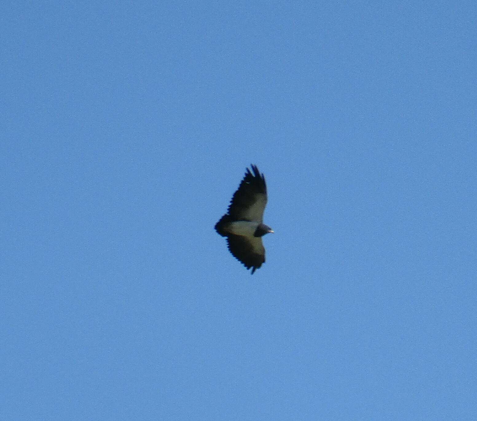 Image of Black-chested Buzzard-Eagle