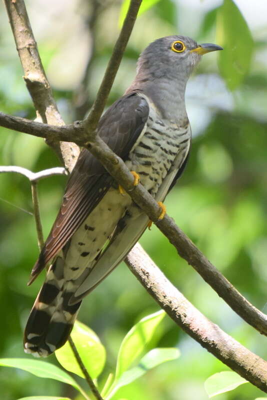 Image of Indian Cuckoo