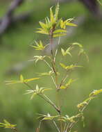 Image of hedge bamboo