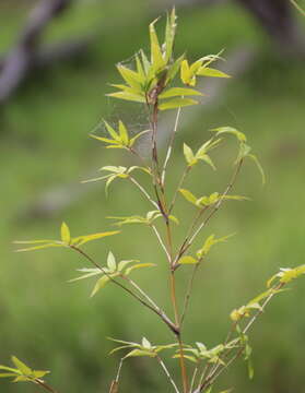 Image of hedge bamboo