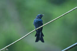 Image de Drongo bronzé