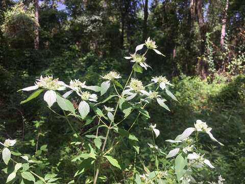 Image of White-Leaf Mountain-Mint