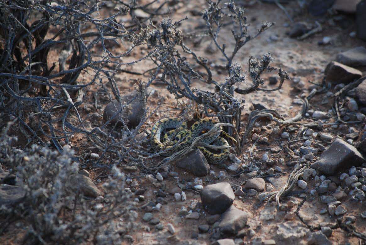 Image of Fisk's House Snake