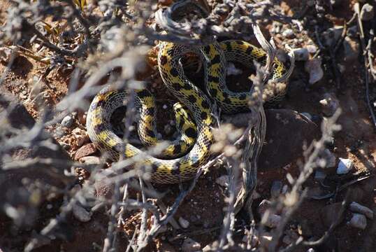 Image of Fisk's House Snake