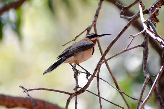 Image of Western Spinebill