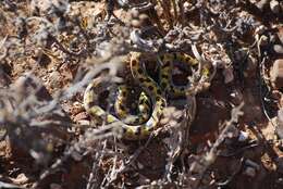 Image of Fisk's House Snake