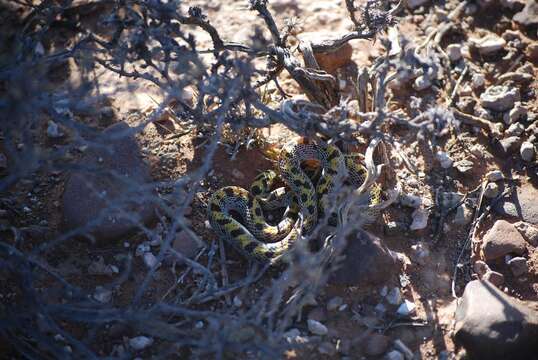 Image of Fisk's House Snake