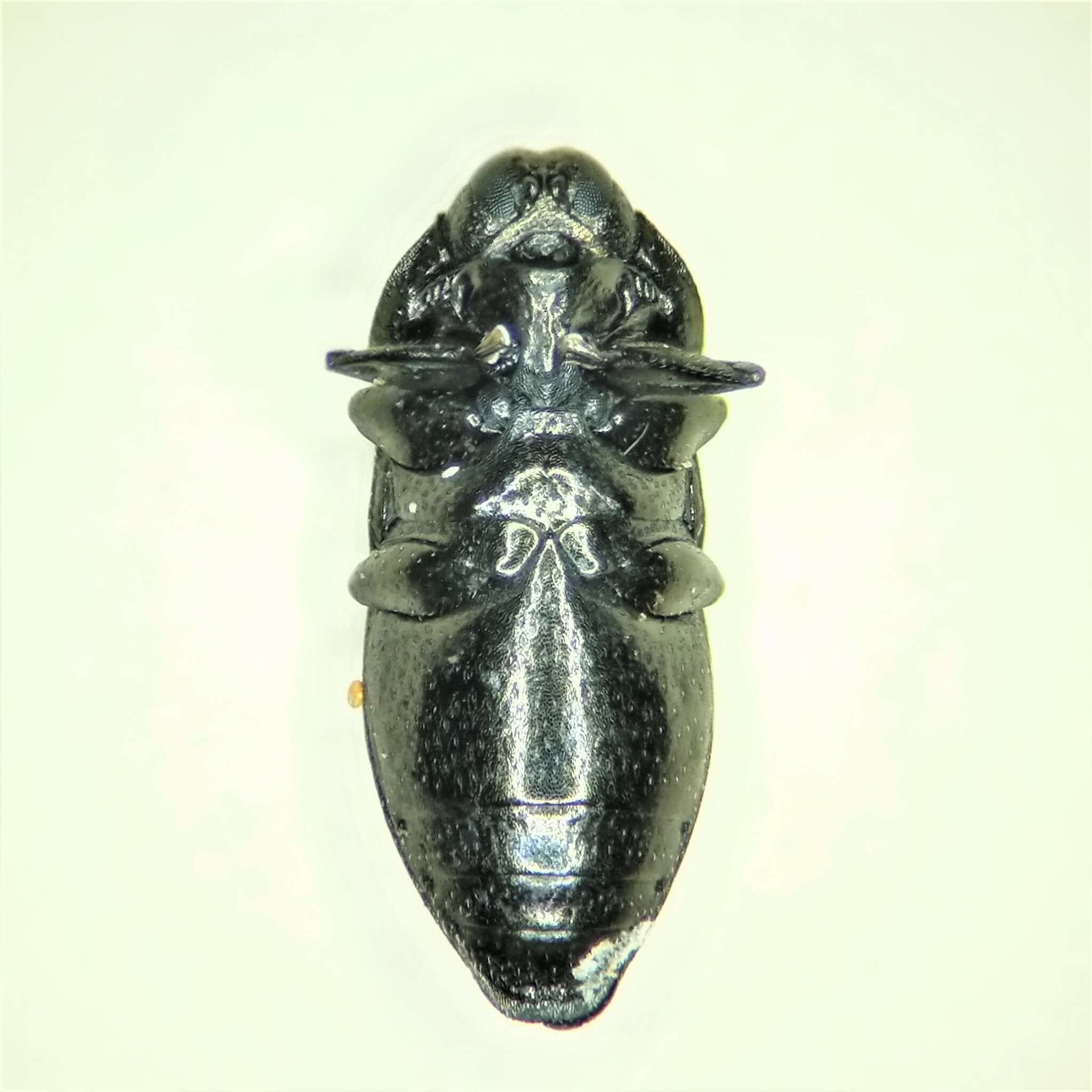 Aphanisticus cochinchinae Obenberger 1924 resmi