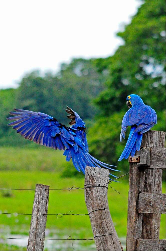 Image of Hyacinth Macaw