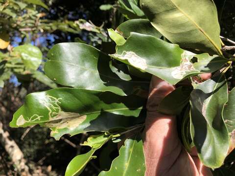 Image of macadamia nut