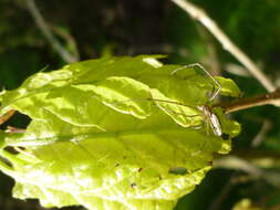 Image de Tetragnatha extensa (Linnaeus 1758)