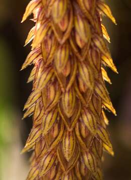 Image of Bulbophyllum careyanum (Hook.) Spreng.