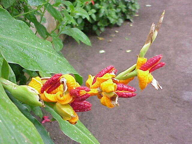 Слика од Hedychium