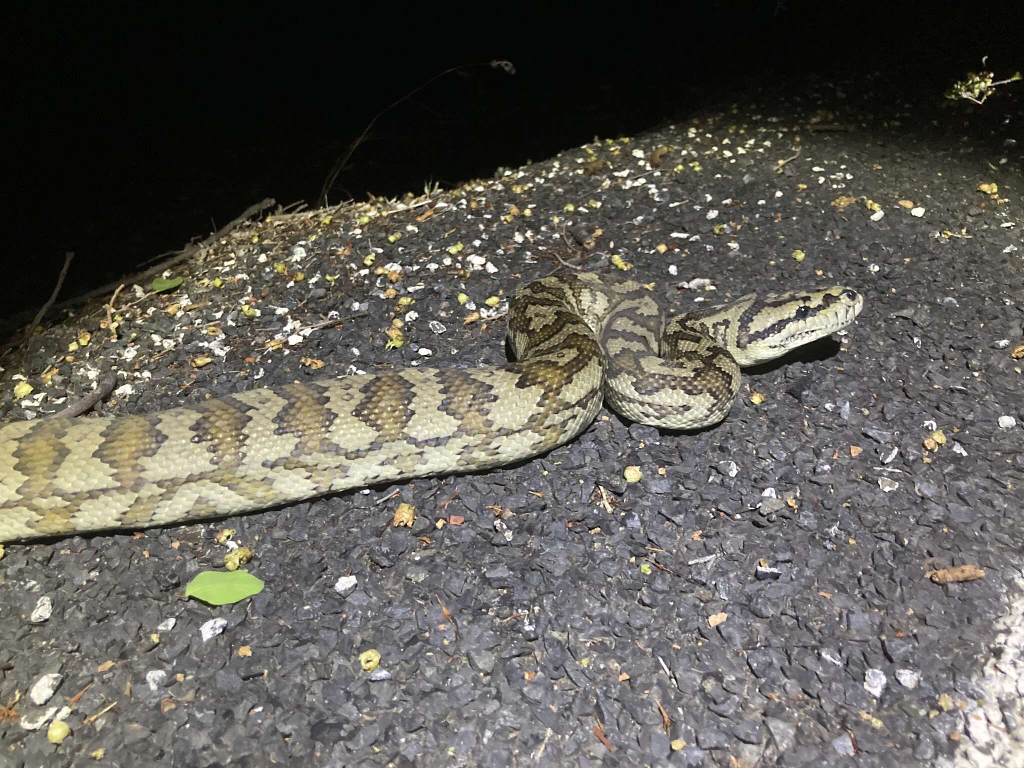 Image of Morelia spilota cheynei Wells & Wellington 1984