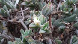 Image of Delosperma invalidum (N. E. Br.) N. E. K. Hartmann