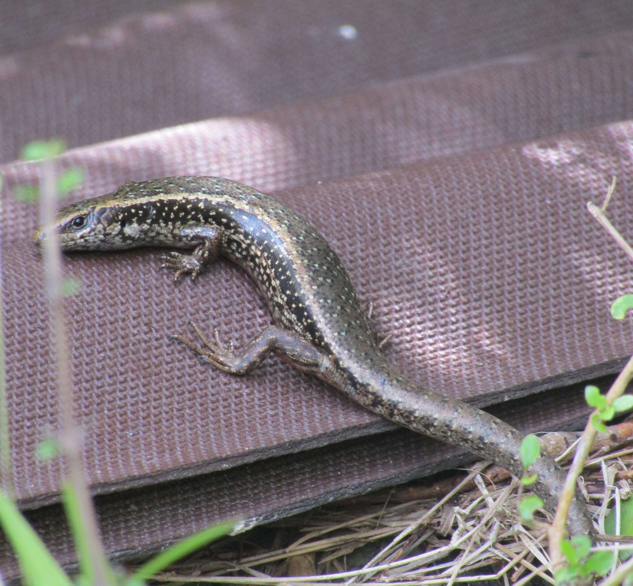 Image of Northern Spotted Skink