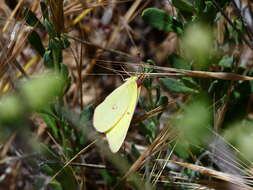 Image of Harford's Sulphur