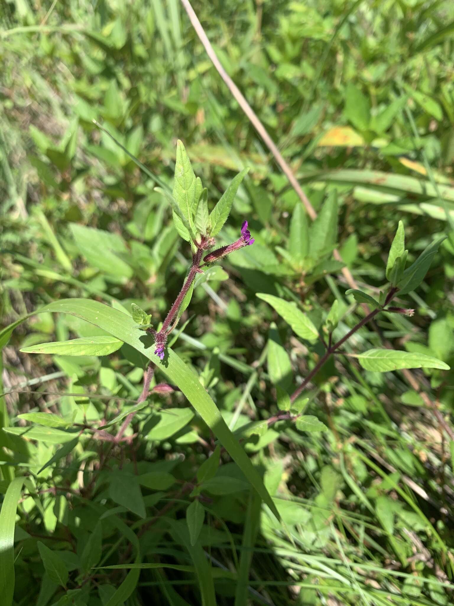 Image of blue waxweed