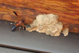 Image of Caterpillar hunting wasp