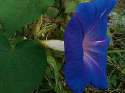 Imagem de Ipomoea indica (J. Burman) Merr.