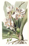 Image of Phalaenopsis aphrodite Rchb. fil.