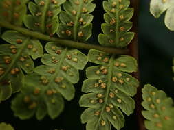 Image of Cornopteris banajaoensis (C. Chr.) K. Iwats. & M. G. Price