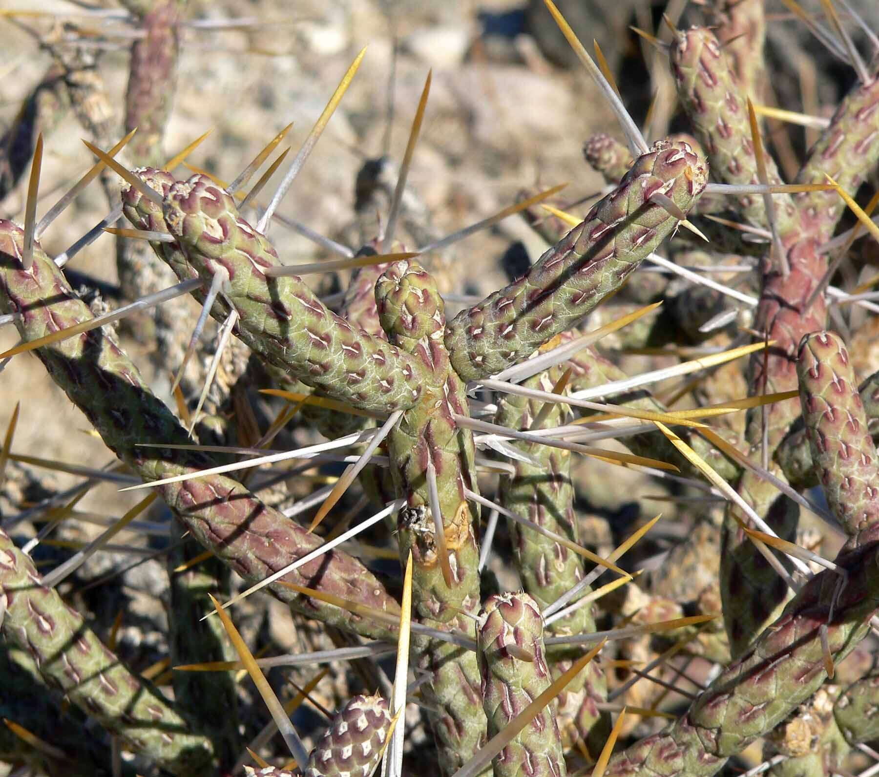 Image de Cylindropuntia ramosissima (Engelm.) F. M. Knuth