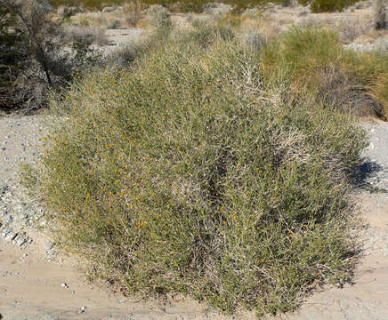 Sivun Encelia frutescens (A. Gray) A. Gray kuva