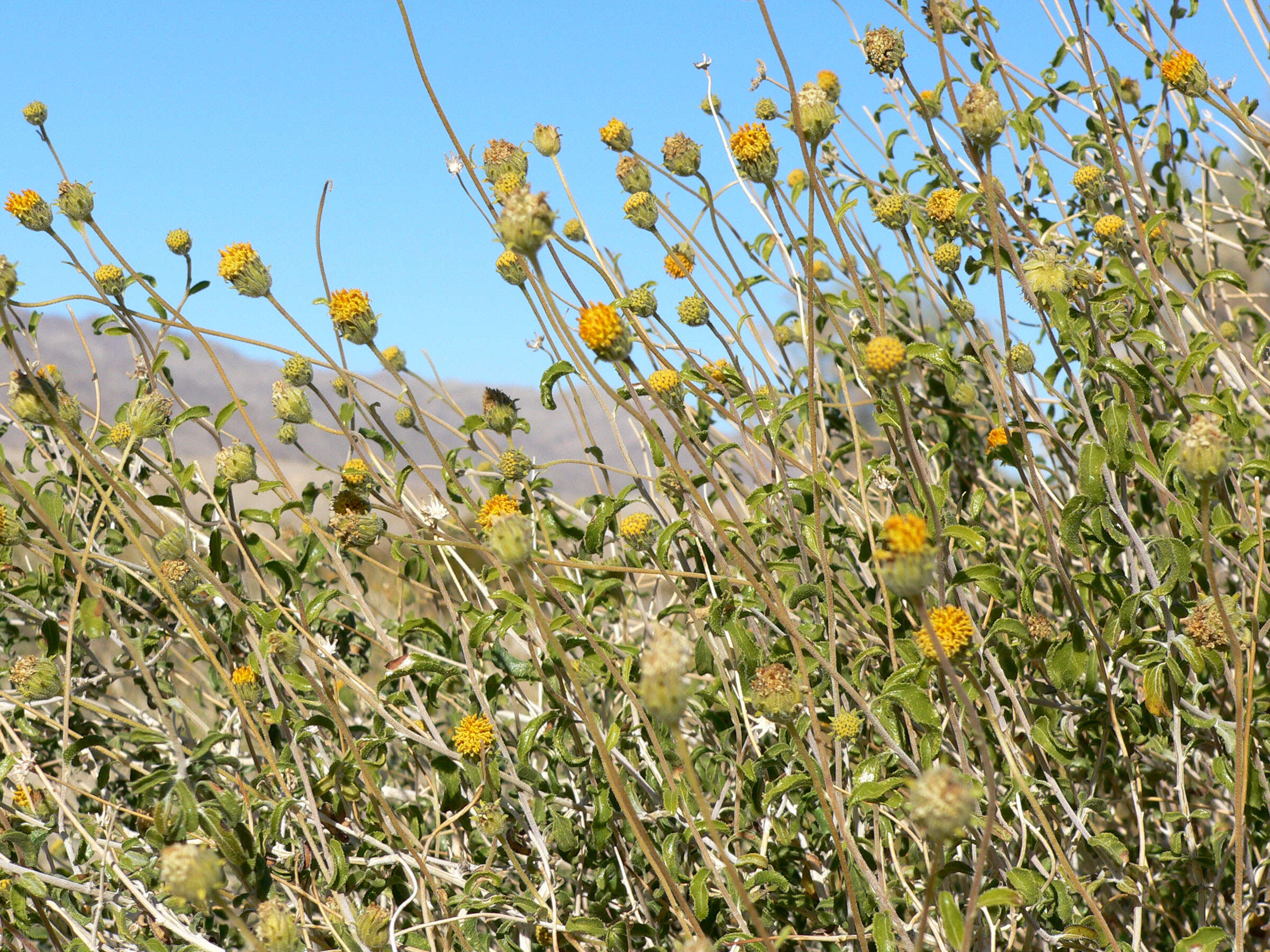 Imagem de Encelia frutescens (A. Gray) A. Gray