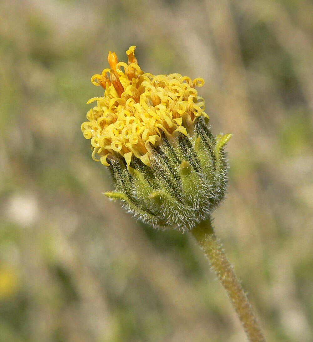 Sivun Encelia frutescens (A. Gray) A. Gray kuva