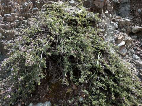 Image of Rincon Ridge ceanothus