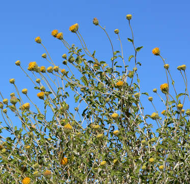 Sivun Encelia frutescens (A. Gray) A. Gray kuva