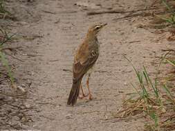 Anthus pallidiventris Sharpe 1885的圖片