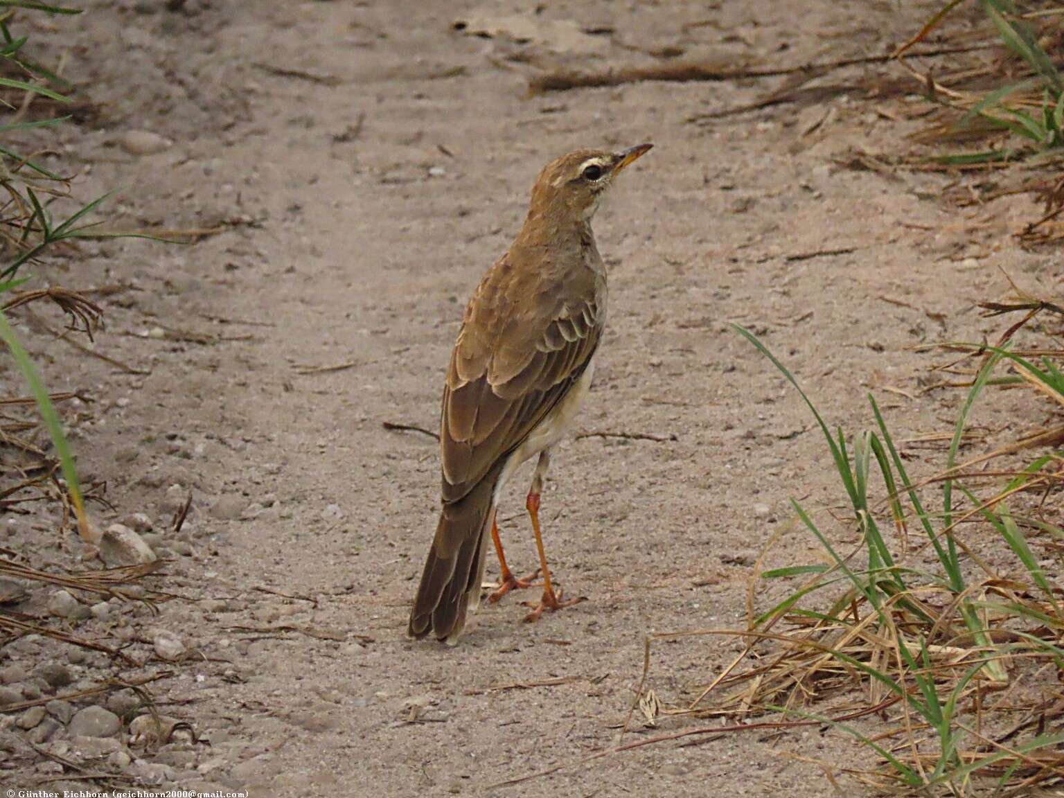 Anthus pallidiventris Sharpe 1885的圖片