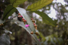 Image of Pseudorhipsalis amazonica (K. Schum.) Ralf Bauer