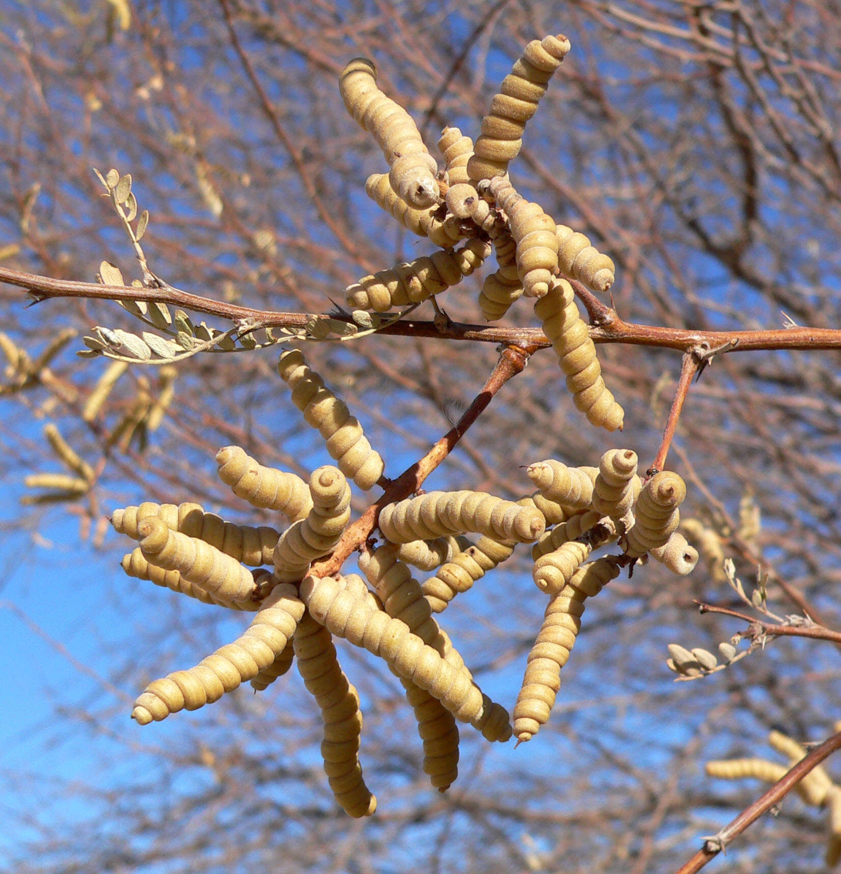 Sivun Prosopis pubescens Benth. kuva