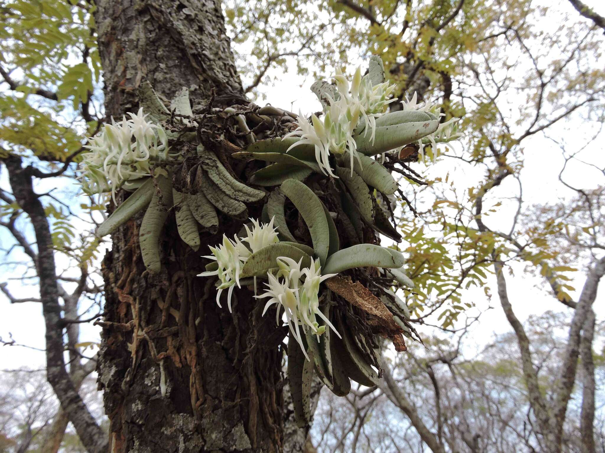 Image of Cyrtorchis crassifolia Schltr.