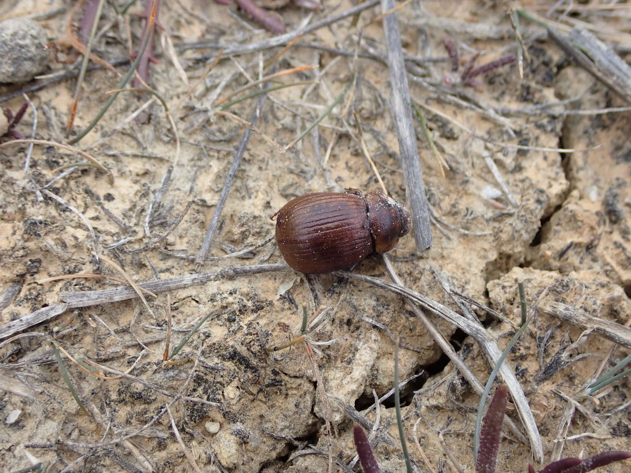 Image of Prodontria modesta (Broun 1909)