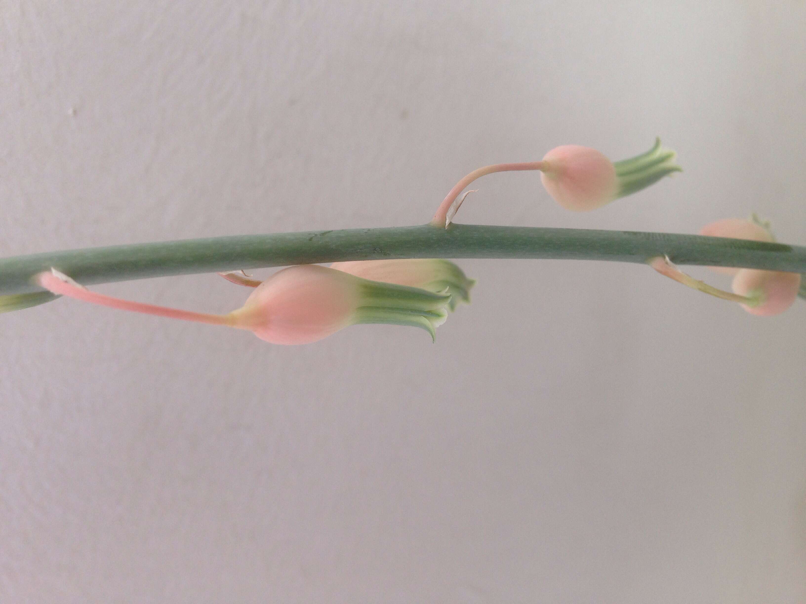 Image of Gasteria obliqua (Aiton) Duval