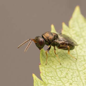 Image of Pteromalus bedeguaris (Thomson 1878)