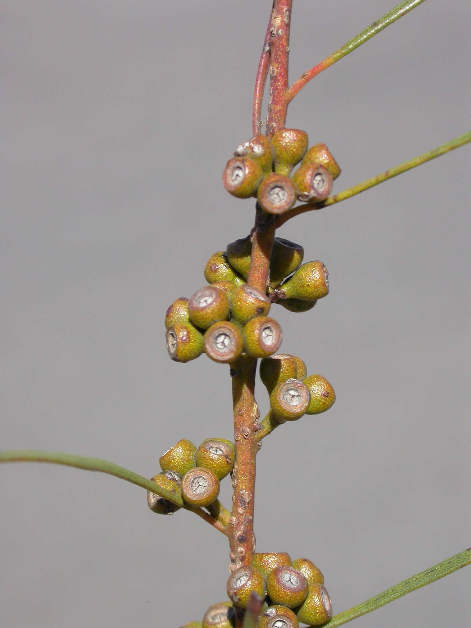 صورة Eucalyptus perangusta M. I. H. Brooker