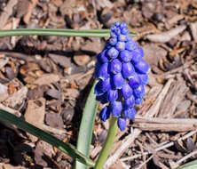 Image of Armenian grape hyacinth